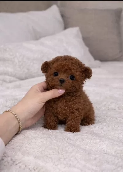 Miss Turkey Poodle Yavruları