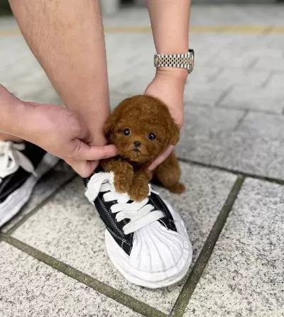 Teacüp Poodle Yavrularımız