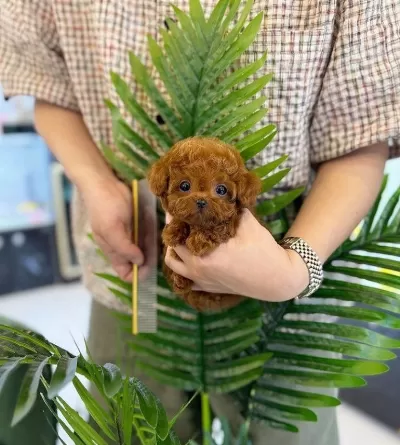 Teacüp Poodle Yavrumuz