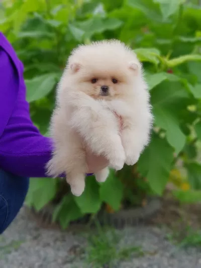 Miss Turkey Pomeranian