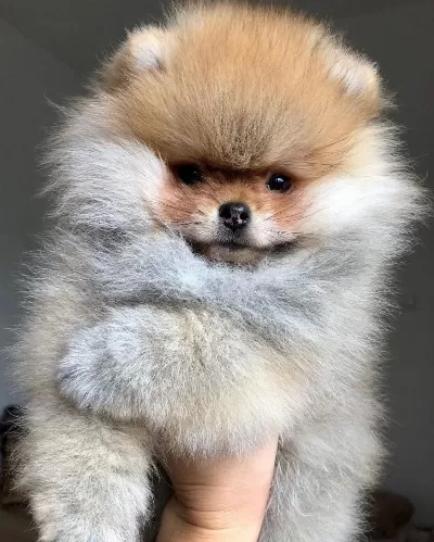 Orjinal Teacüp Pomeranian