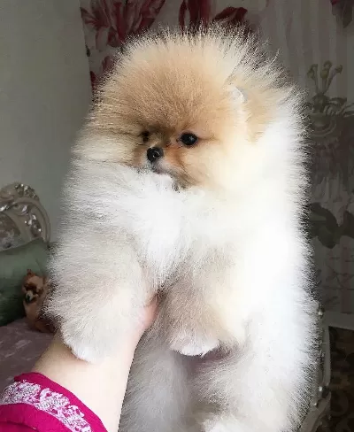 Miss Turkey Pomeranian