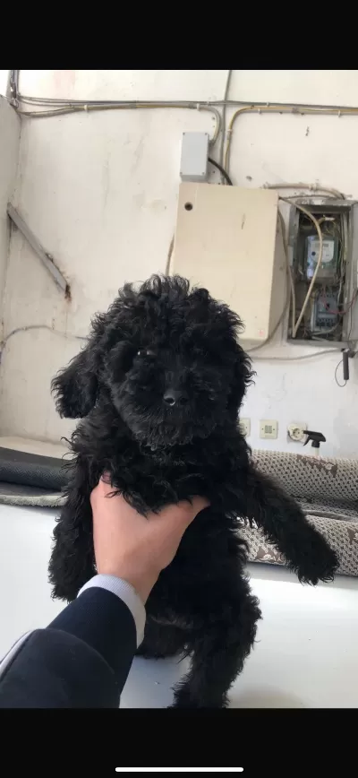Safkan Toy Poodle Yavrular Yeni Ailesini Arıyor