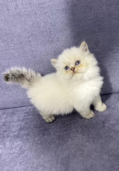 British Longhair ( Show Kalite )