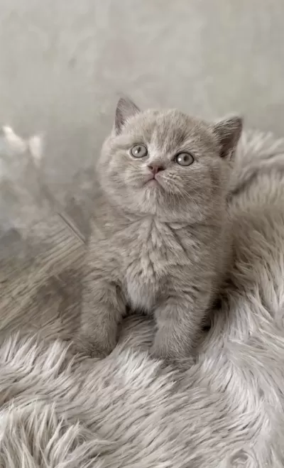 British Shorthair Lilac Renk