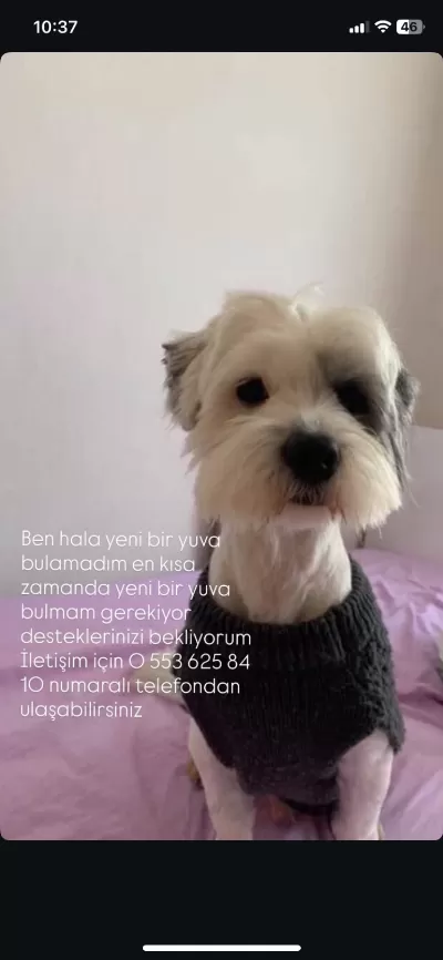 Barinaktan Çıkarıldım Çok Acil Yuvam Olur Musunuz?