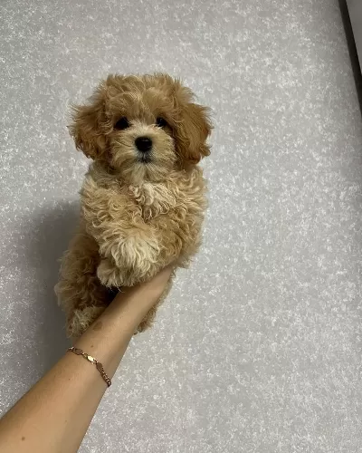 Toy Poodle Kalitesinde Maltipoo Yavruları