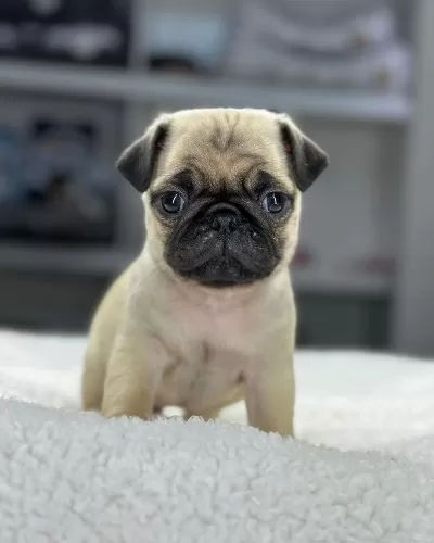 Irk Garantili Pug Yavruları