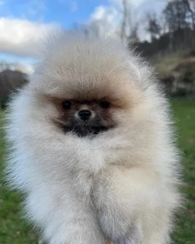 % 100 Ayı Surat Pomeranian Yavruları