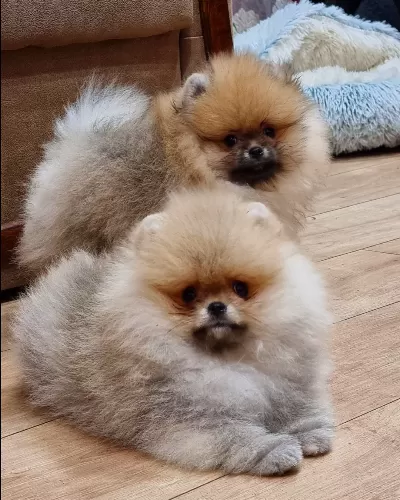 Teddy Bear Pomeranian Yavruları