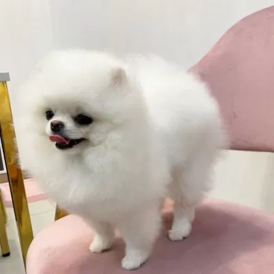 Ayı Surat Pomeranian Boo Yavruları
