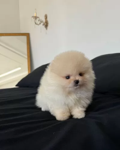 Teddy Bear Pomeranian Boo Yavruları
