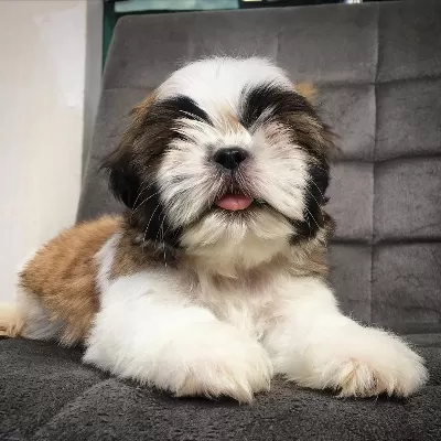 Irk Garantili Shih Tzu Yavruları