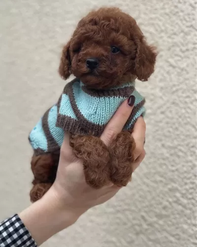 Irk Garantili Toy Poodle Yavruları