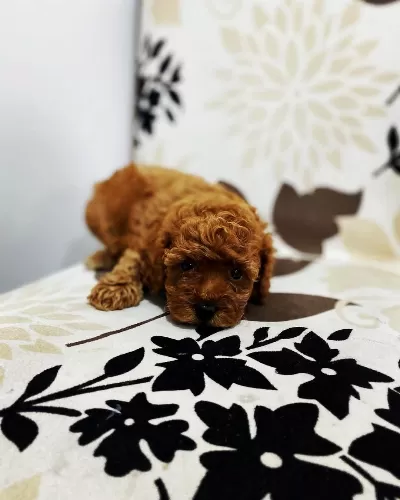 Irk Garantili Toy Poodle Yavruları