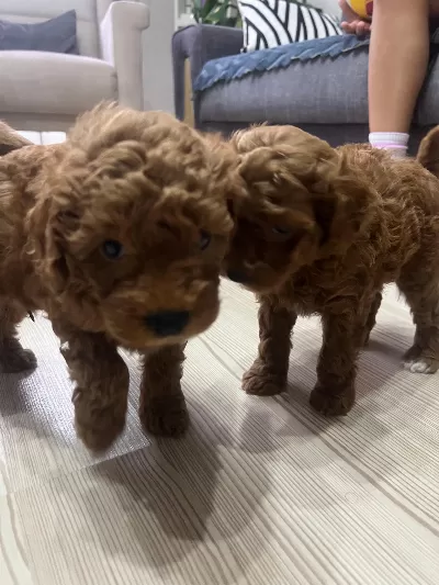 Toy Poodle Red Brown