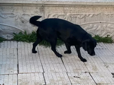 Labrador Retriever Siyah