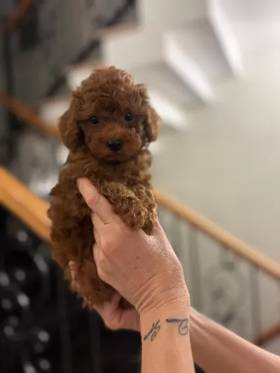 Pasaportlu Toy Poodle Yavrularımız