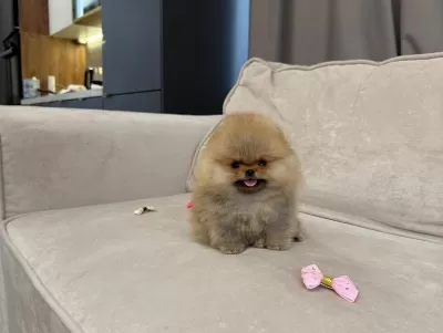 Mini Ve Fluffy Pomeranian Boo Bebekler