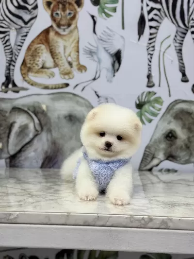 * Ev Ortamında Büyümüş Pomeranian Yavruları