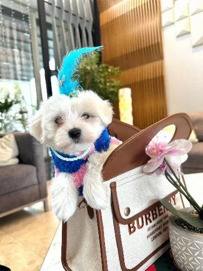 Sevimli Ve Oyuncu Maltipoo Bebekler