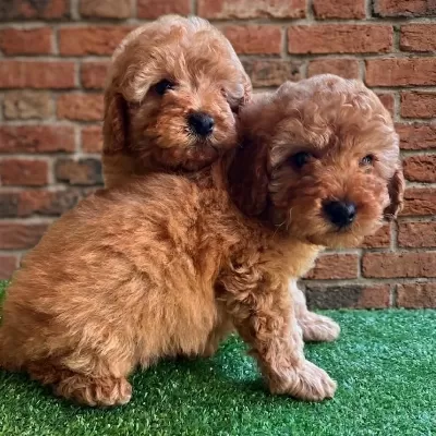Irk Garantili Maltipoo Yavruları