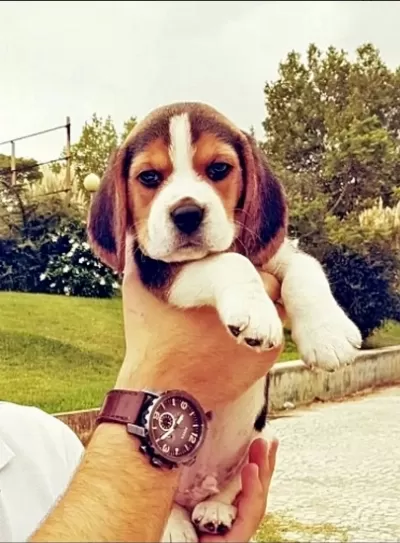 Irk Garantili Beagle Yavruları