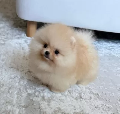 Sevimli Pomeranian Boo Yavrular
