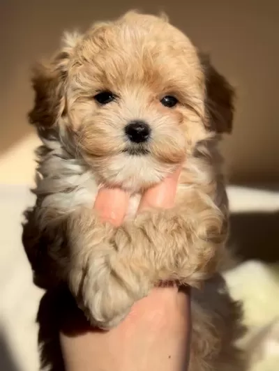 Safkan Görünümlü Maltipoo