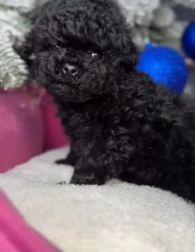 İpeksi Tüylü Siyah Toy Poodle Yavrular