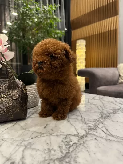 Teddy Face Mini Toy Poodle Yavru