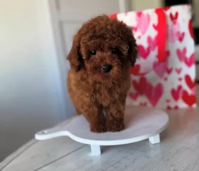 Anne Baba Görme Garantili Toy Poodle Yavruları
