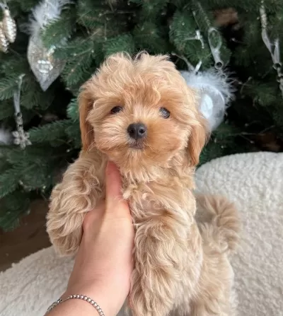 Seçme Kalite Maltipoo Yavruları