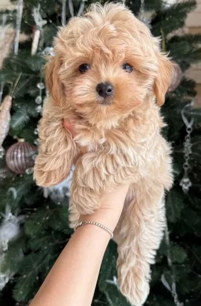 Tatlı Mı Tatlı Maltipoo Yavruları