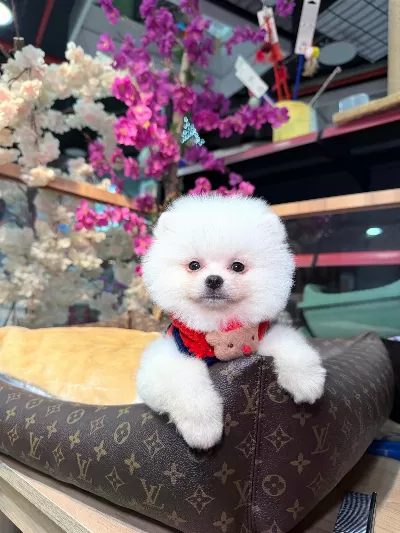 Irk Ve Sağlık Garantili Pomeranian Boo