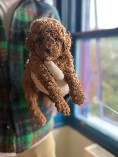 Sevimli Ve Oyuncu Toy Poodle Yavruları