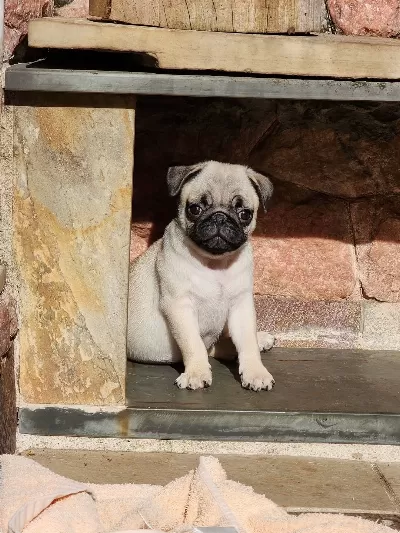 Irk Garantili Pug Yavruları