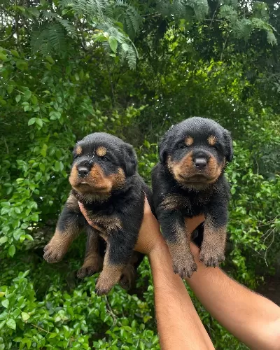 Irk Garantili Rottweiler Yavruları