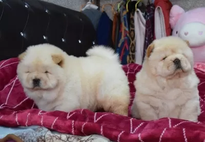 Harika Chow Chow Yavruları