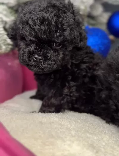 Sevimli Toy Poodle Bebekler Satışta