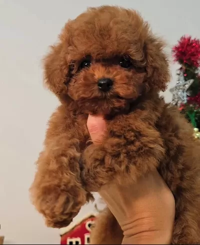 Özel Seçim Toy Poodle Bebekler