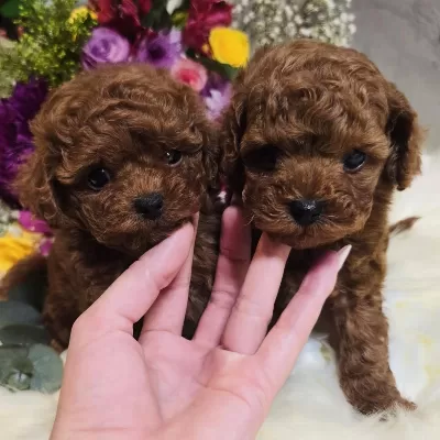 Teddy Face Toy Poodle Yavruları