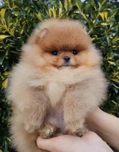 Sevimliliğiyle Dikkat Çeken Pomeranian Yavrular