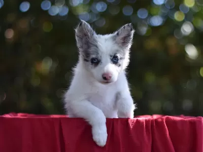 Özel Border Collie Yavruları