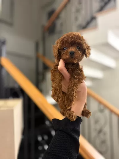 Sosyal Ve Uysal Mini Poodle Yavruları