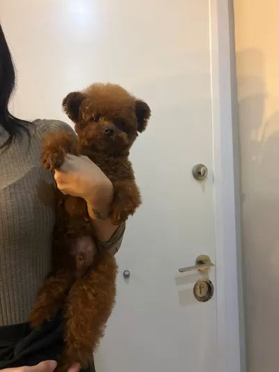 Ayıcık Surat Toy Poodle Yavrularımız