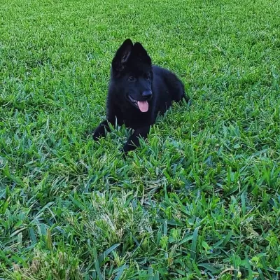 Siyah Alman Çoban Köpeği Yavruları