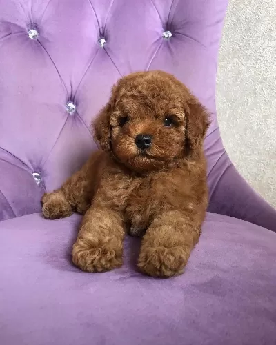Toy Poodle Yavruları