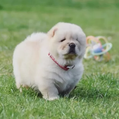 Irk Garantili Chow Chow Yavruları