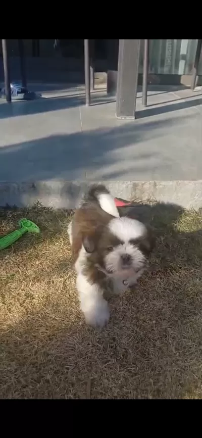 Oyuncul Max Sahiplendirilecektir